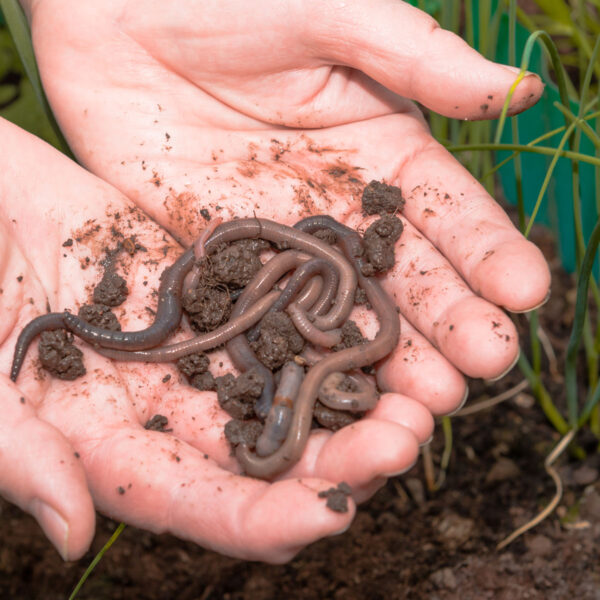 Worm Castings