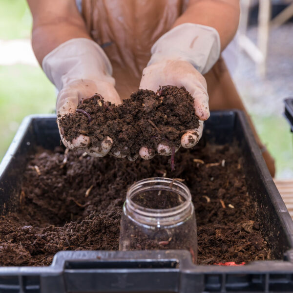 Worm Castings