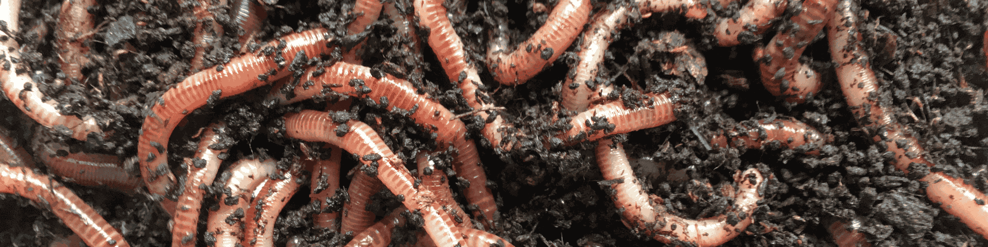 Worm Cast