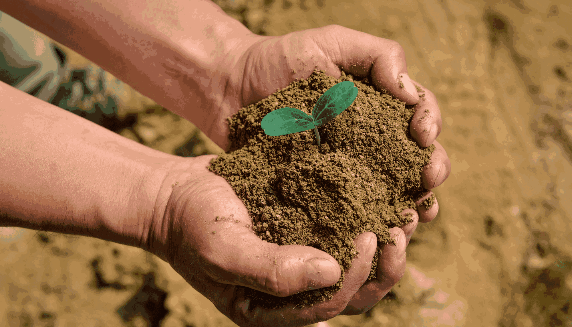 Benefits of Super Soil