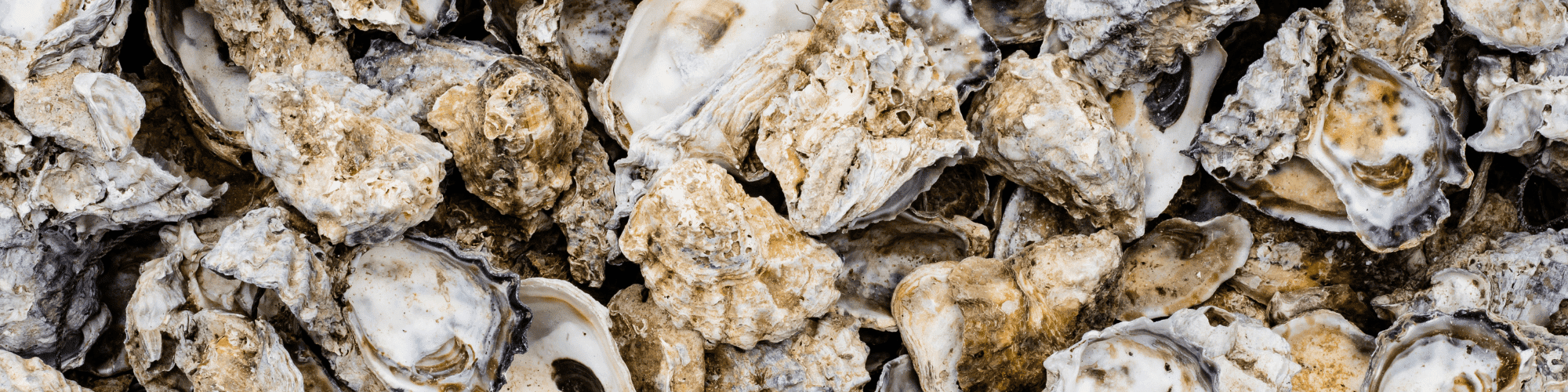 Oyster Shells