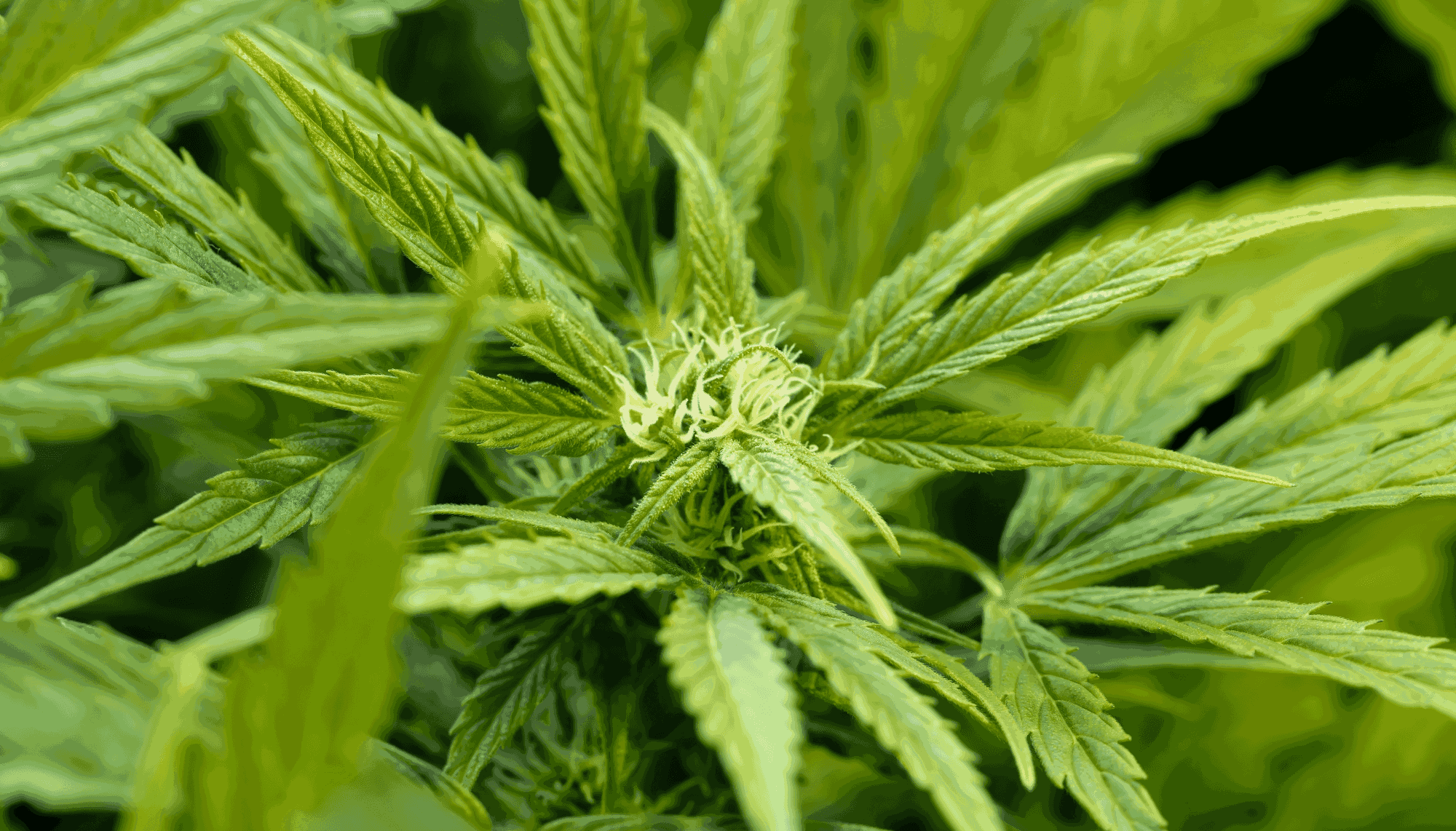 How to Clone Autoflower Plants