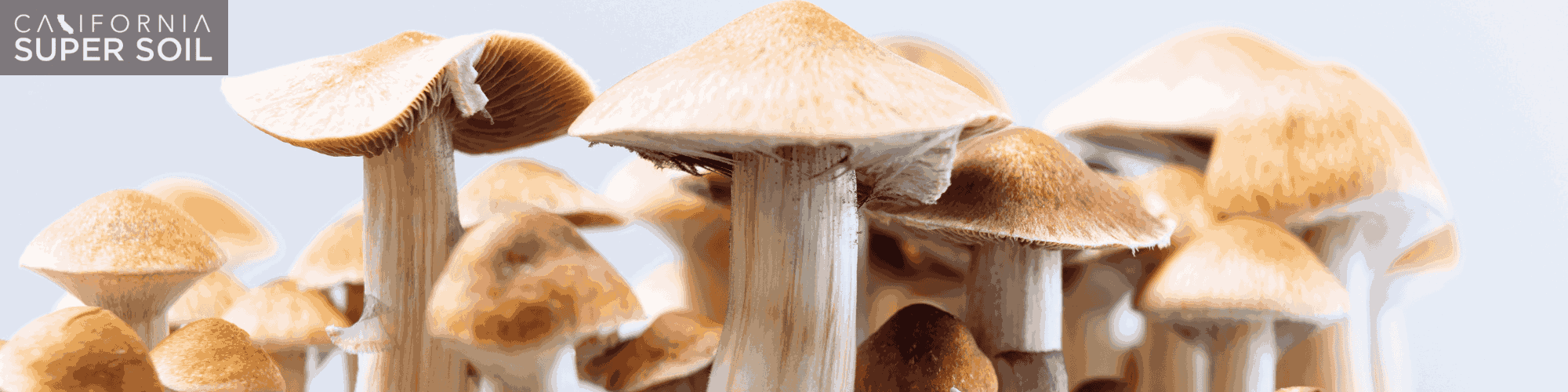 How to Grow Psilocybin Mushrooms