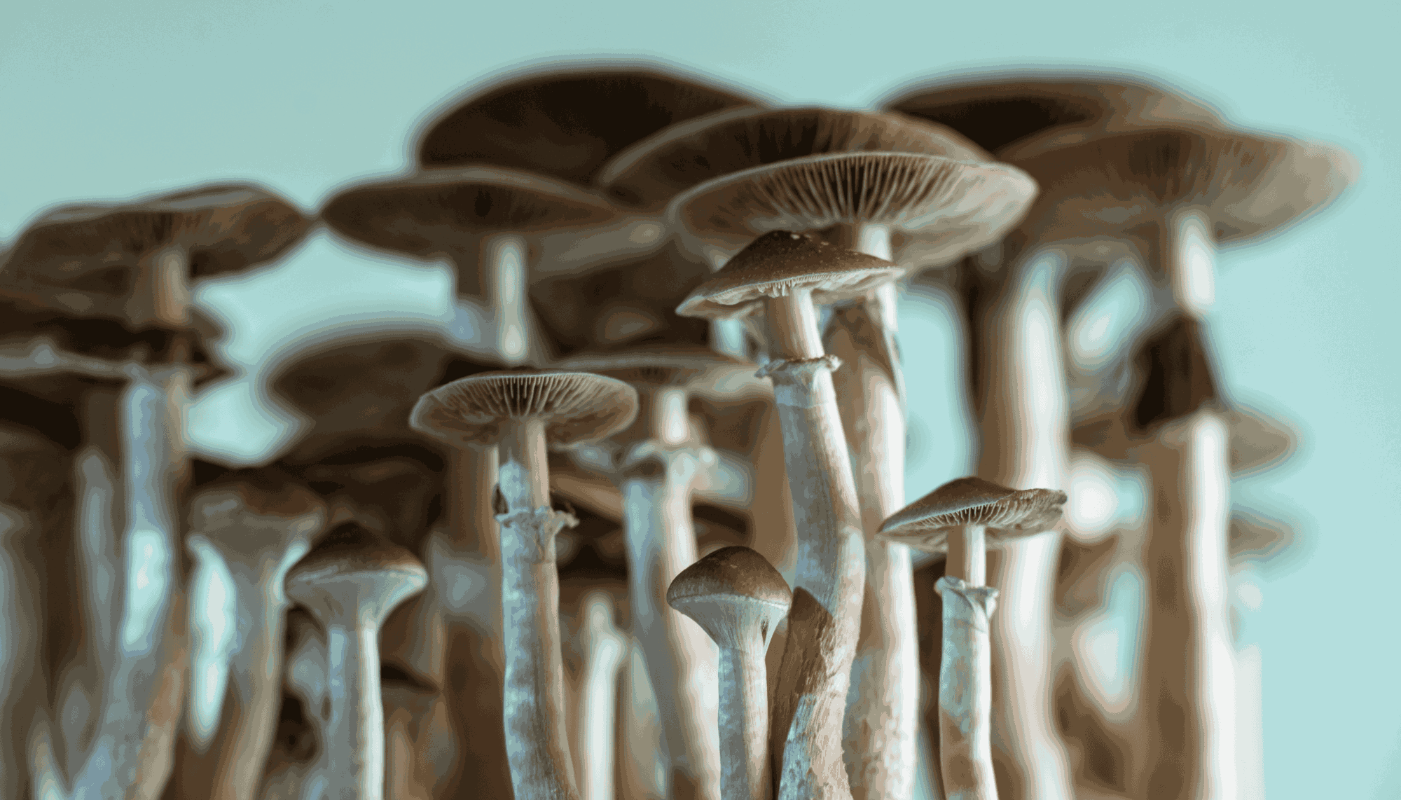 How to grow Psilocybin Mushrooms in your home