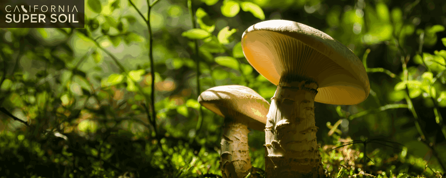 Key Parameters to Grow Magic Mushrooms