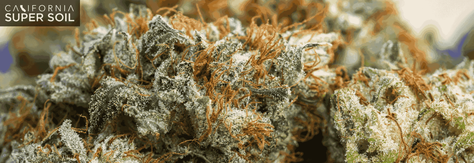 Reason for Buds Molding