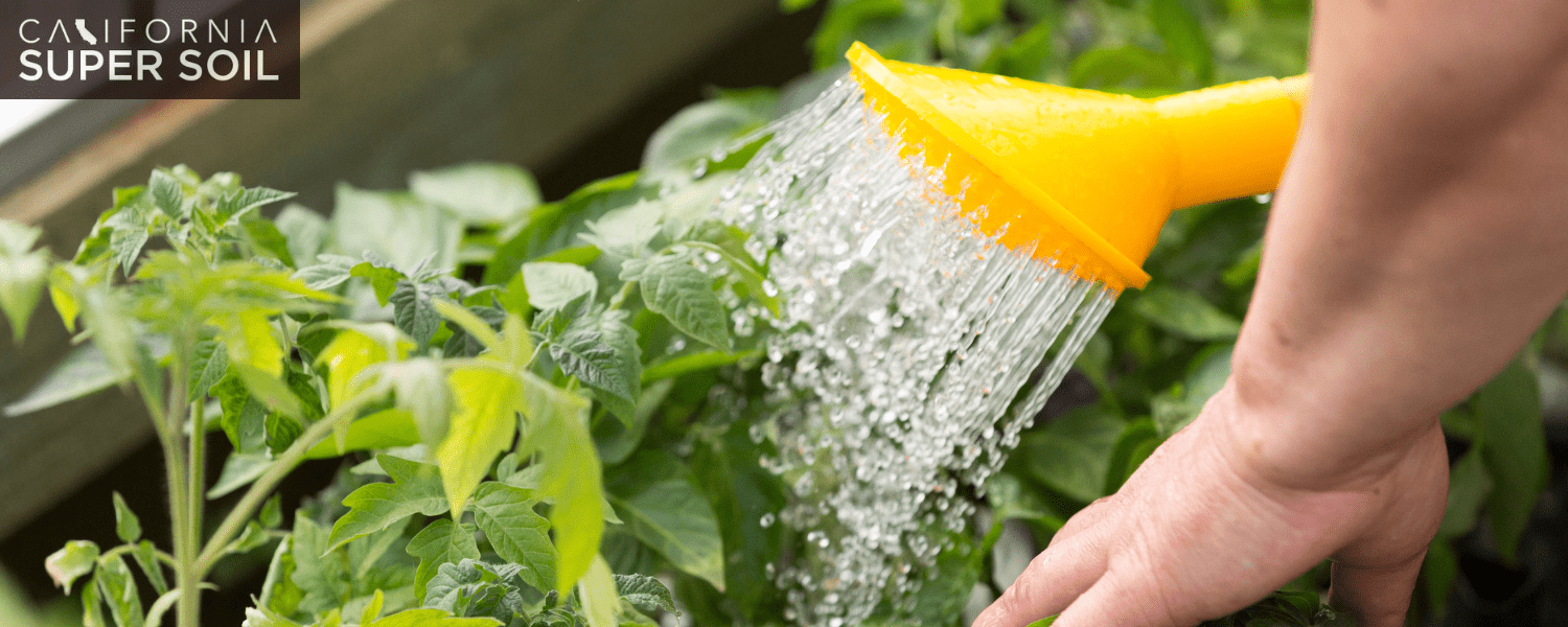 Tips to Follow for Post-Flushing Care