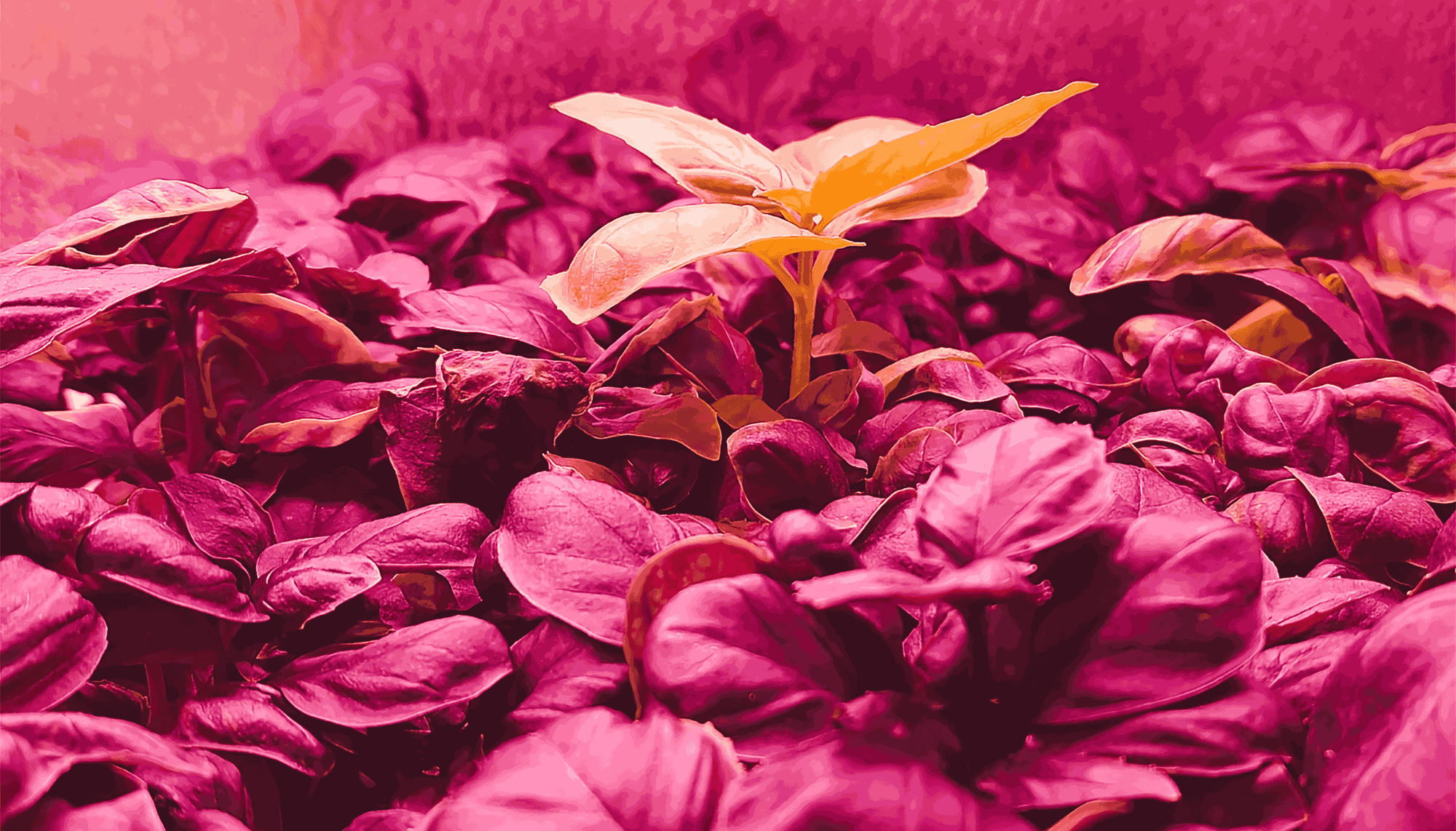 3 Reasons Why Full Spectrum Light is Good for You