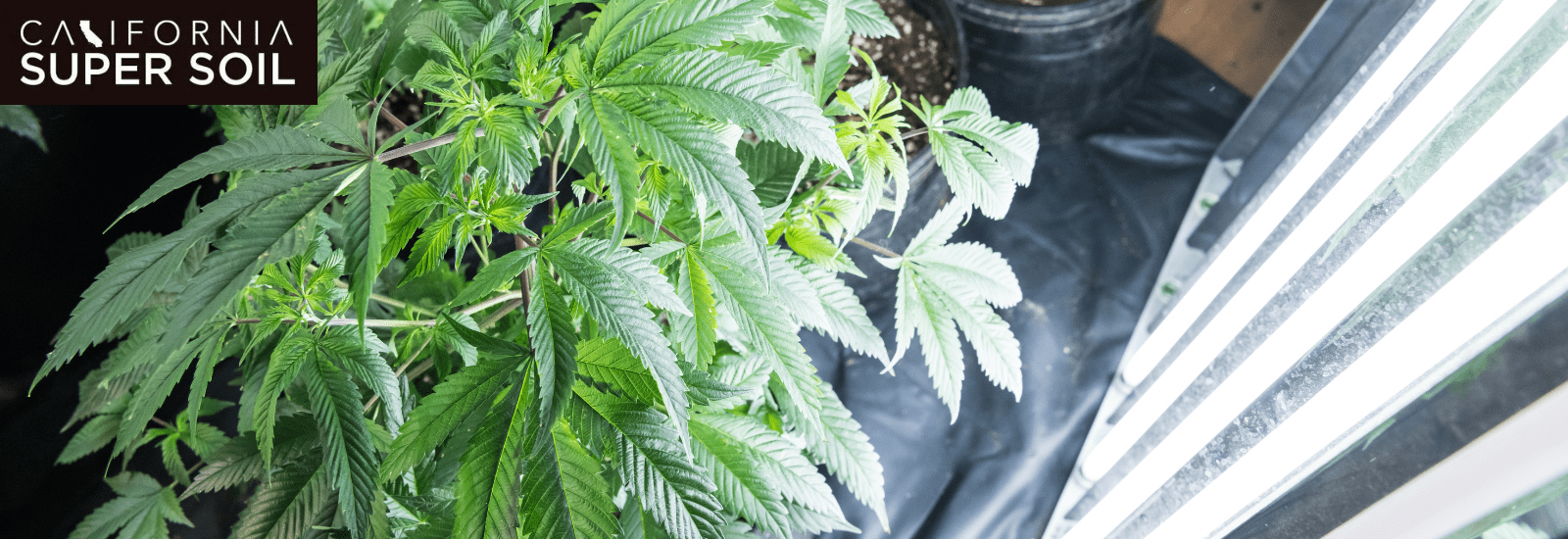 Advantages of Grow Weed in Closet