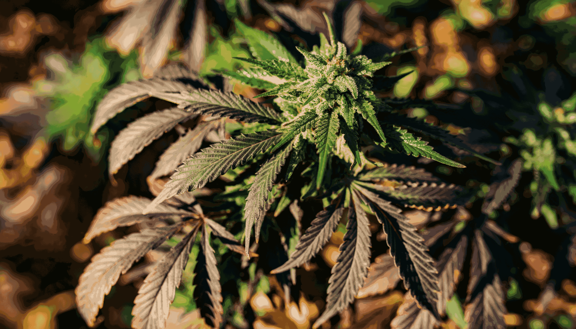 Best Cannabis Strains to Grow Indoors