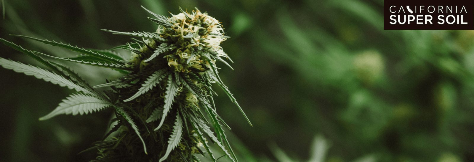 Best Feminized Strains to Grow Indoors