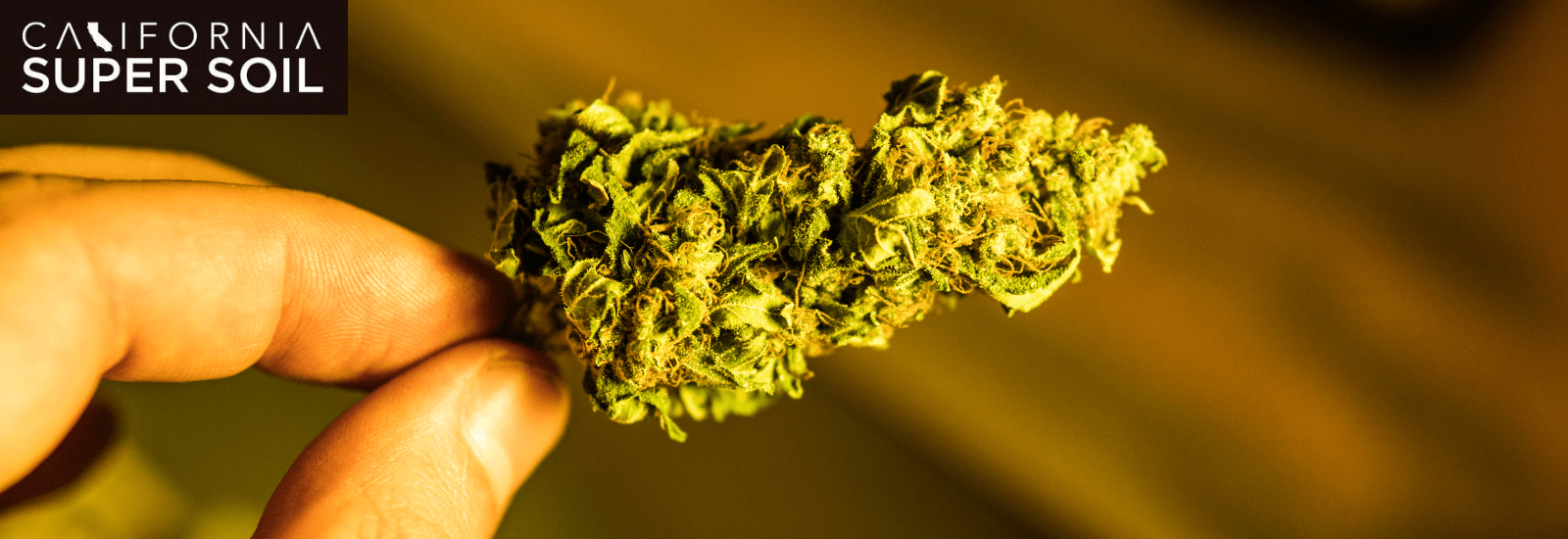 Best Hybrid Strains