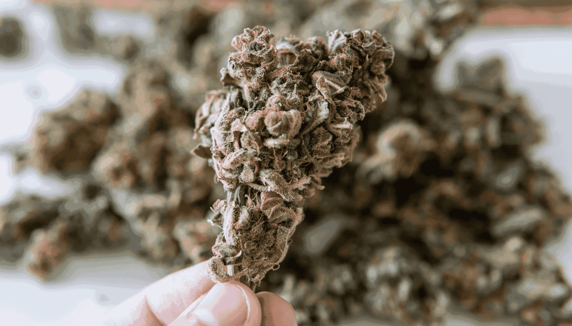 Best Weed Strains to Try in 2024