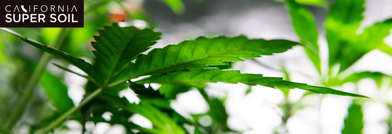 Dehumidifier plant growing