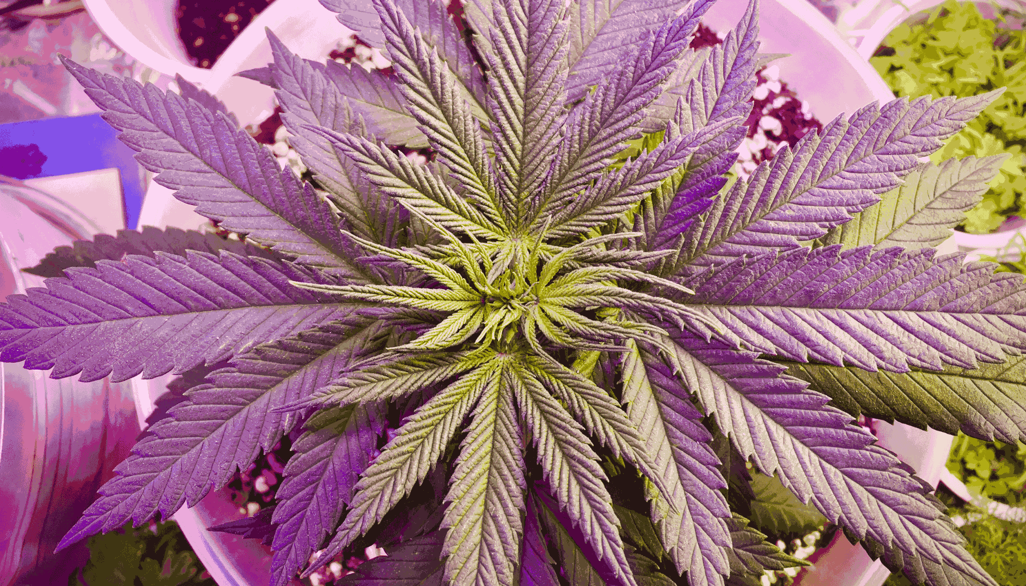 Growing Marijuana Indoors