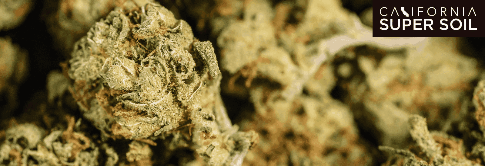How to Grow Dark Rainbow Strain