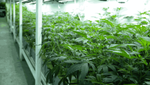 How to Grow Marijuana Indoors Without Smell