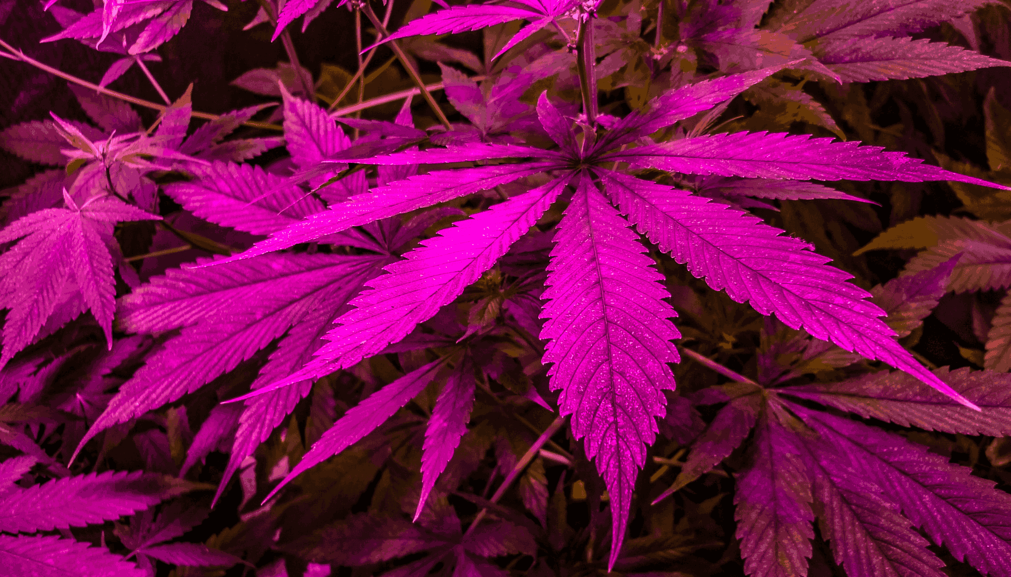 How to Grow Weed in Your Closet