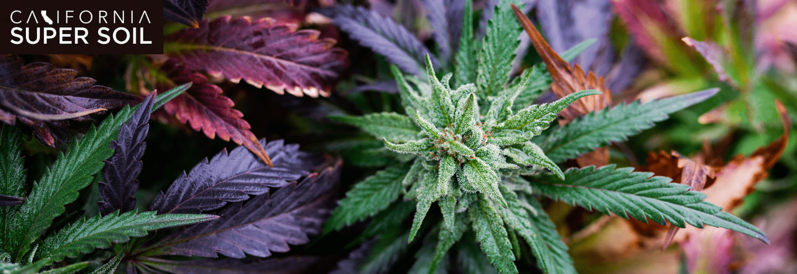 Marijuana Grow