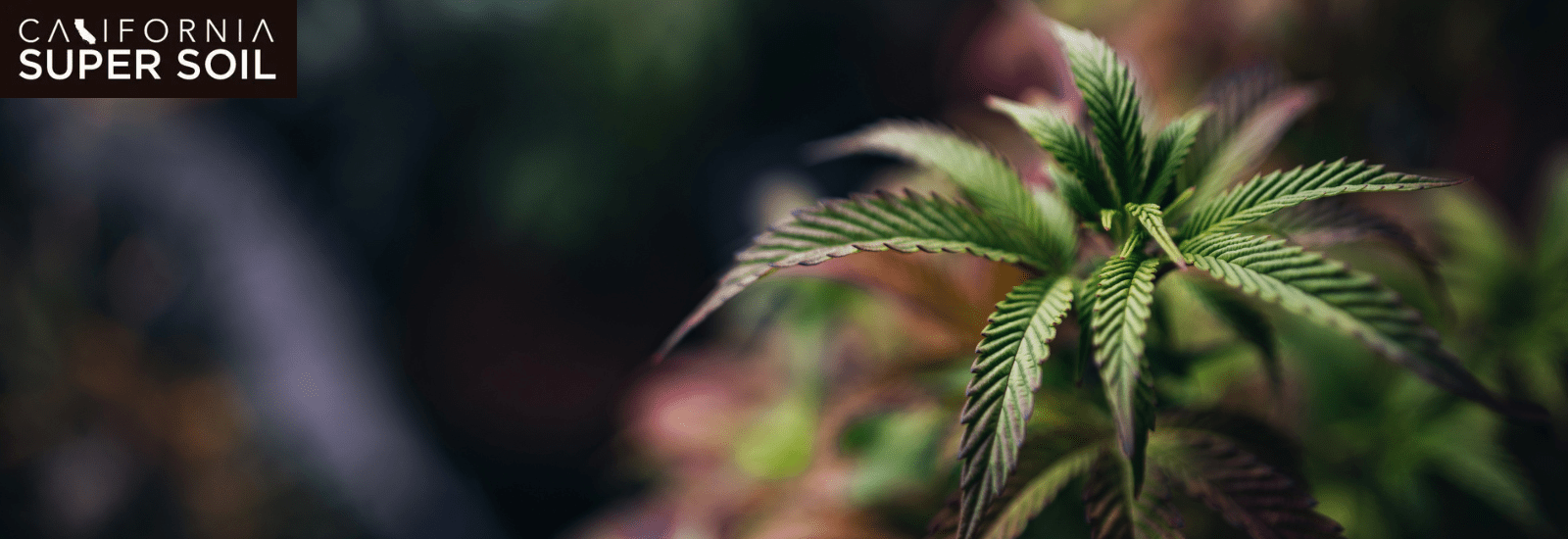 Marijuana Nutrients