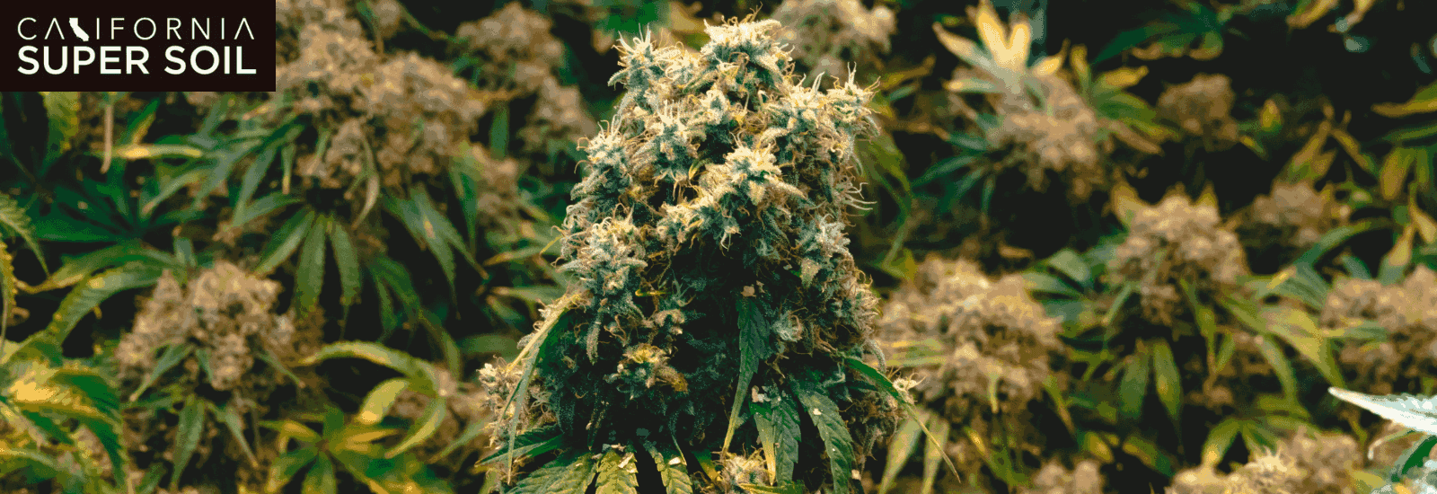 Potential Side Effects