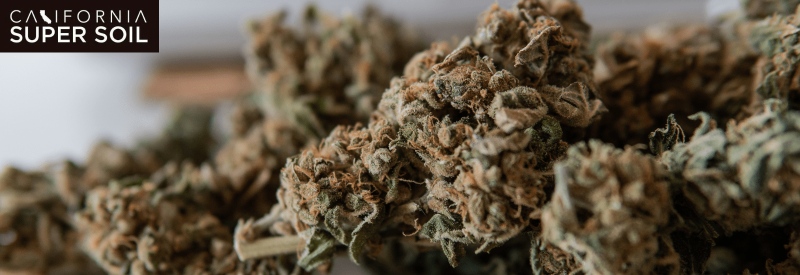 Sativa