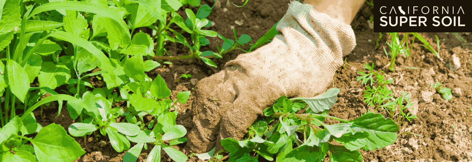 Techniques for Achieving Maximum Output Per Plant