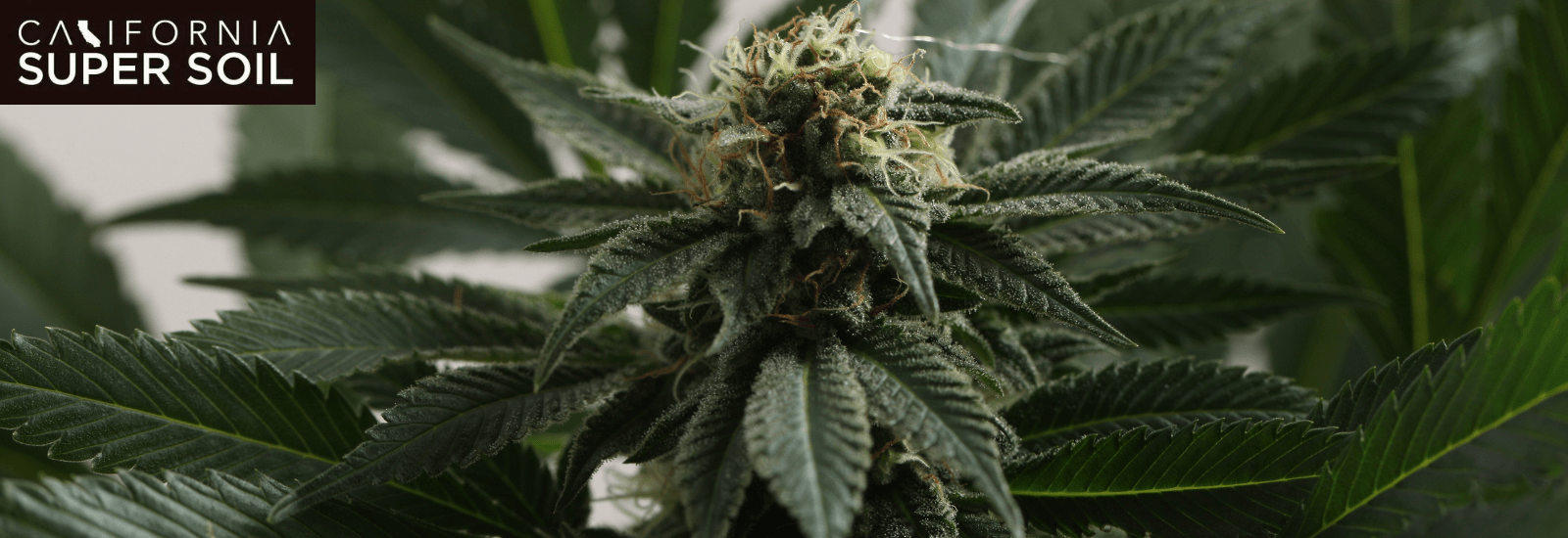 Things to Consider Before Buying Strains