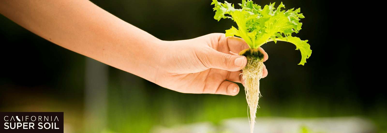 Types of Hydroponic Grow Kit