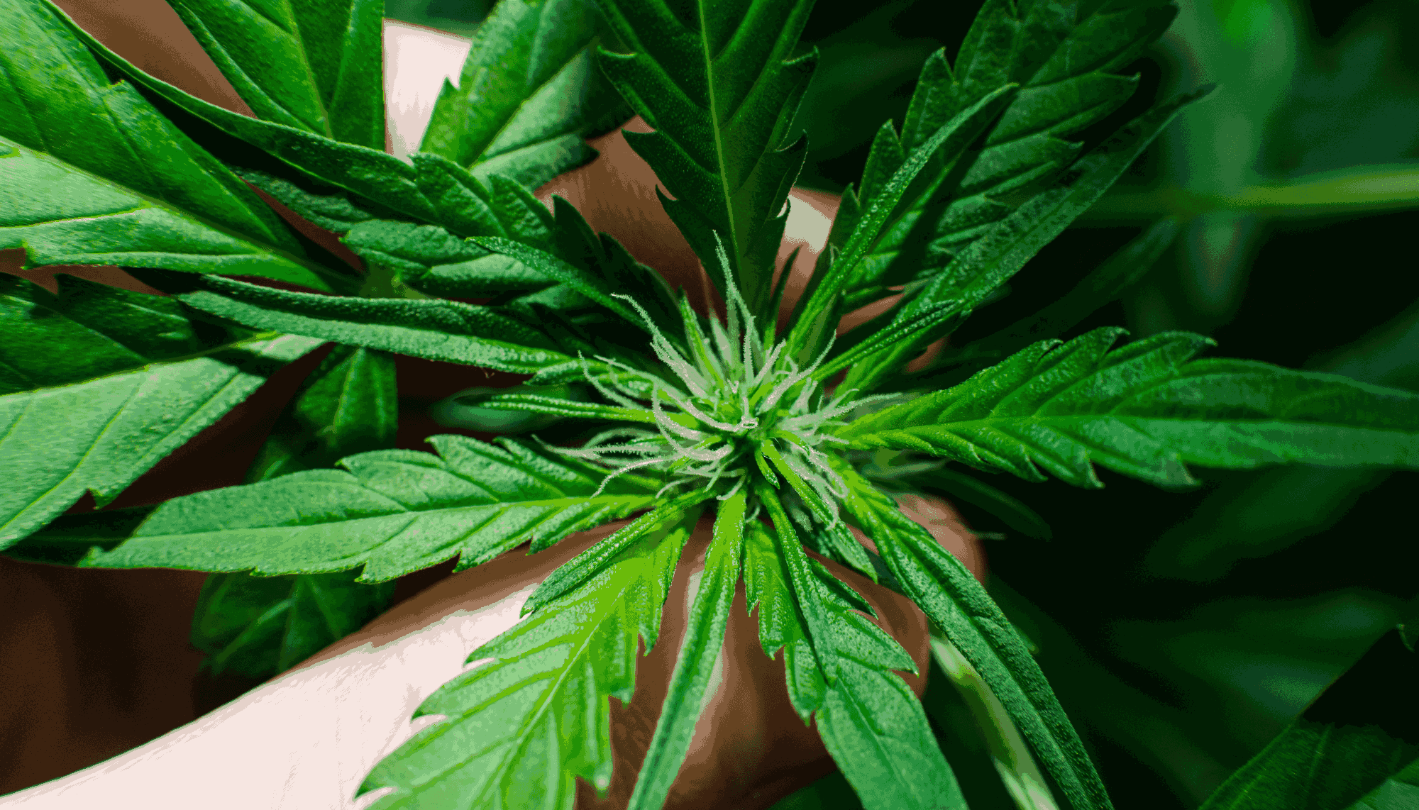 6 Reasons to Use a Grow Tent for Indoor Growing