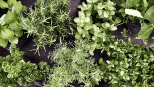 8 Best Herbs to Grow Indoors