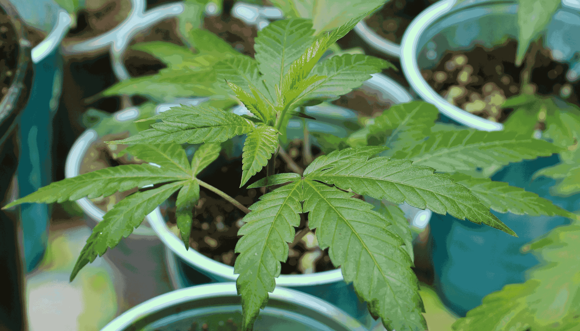 How to Clone a Cannabis Plant