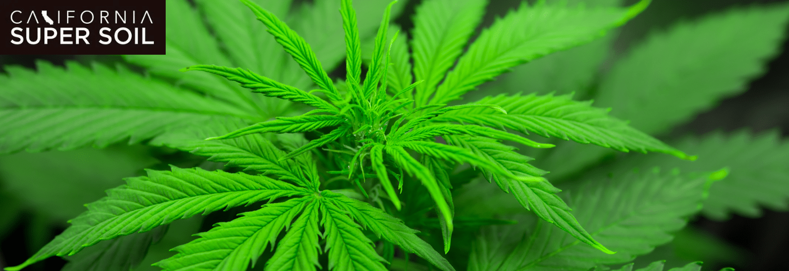 Using a Grow Tent for Indoor Growing