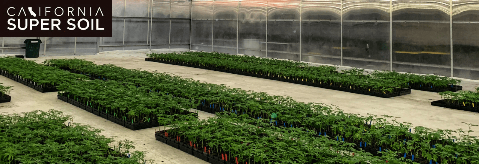 cloning cannabis plant