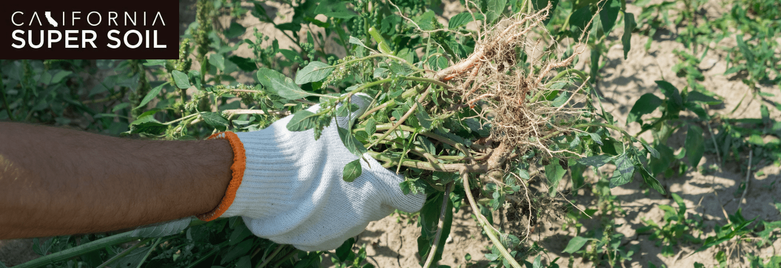 growing tools