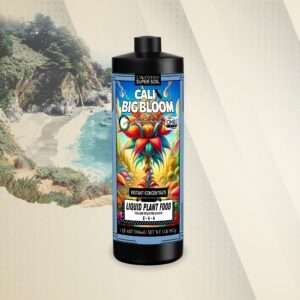 Cali Big Bloom