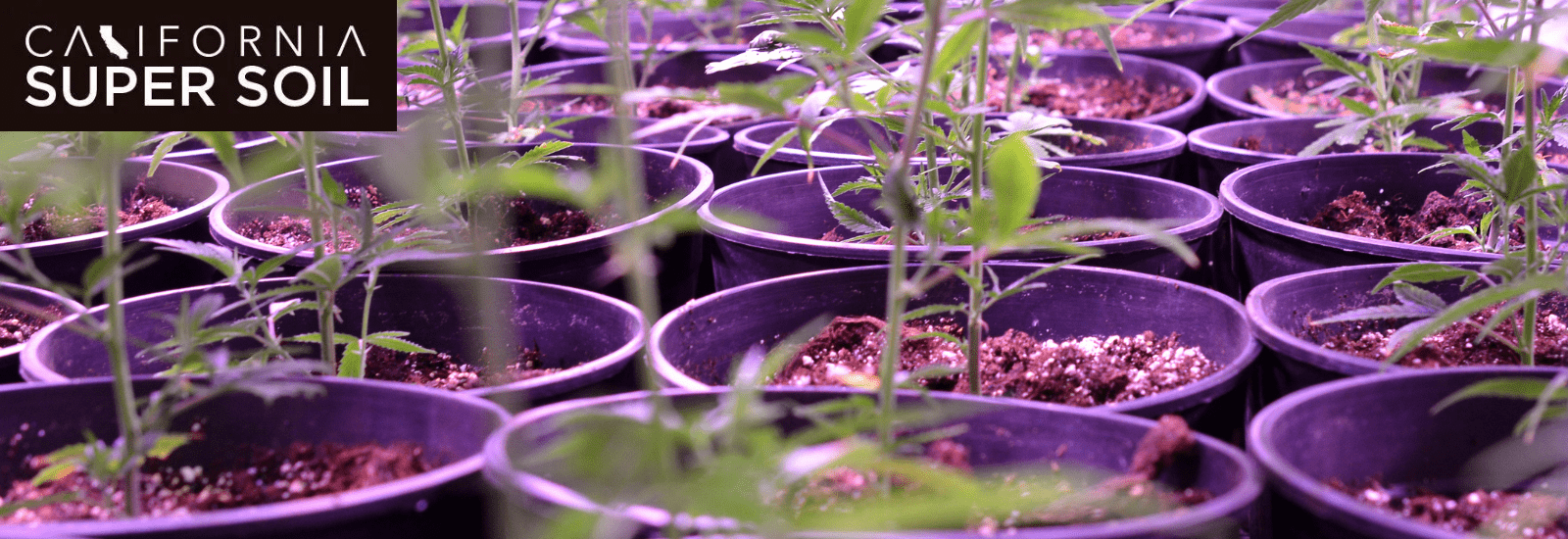 Grow Room Size for 4 Plants