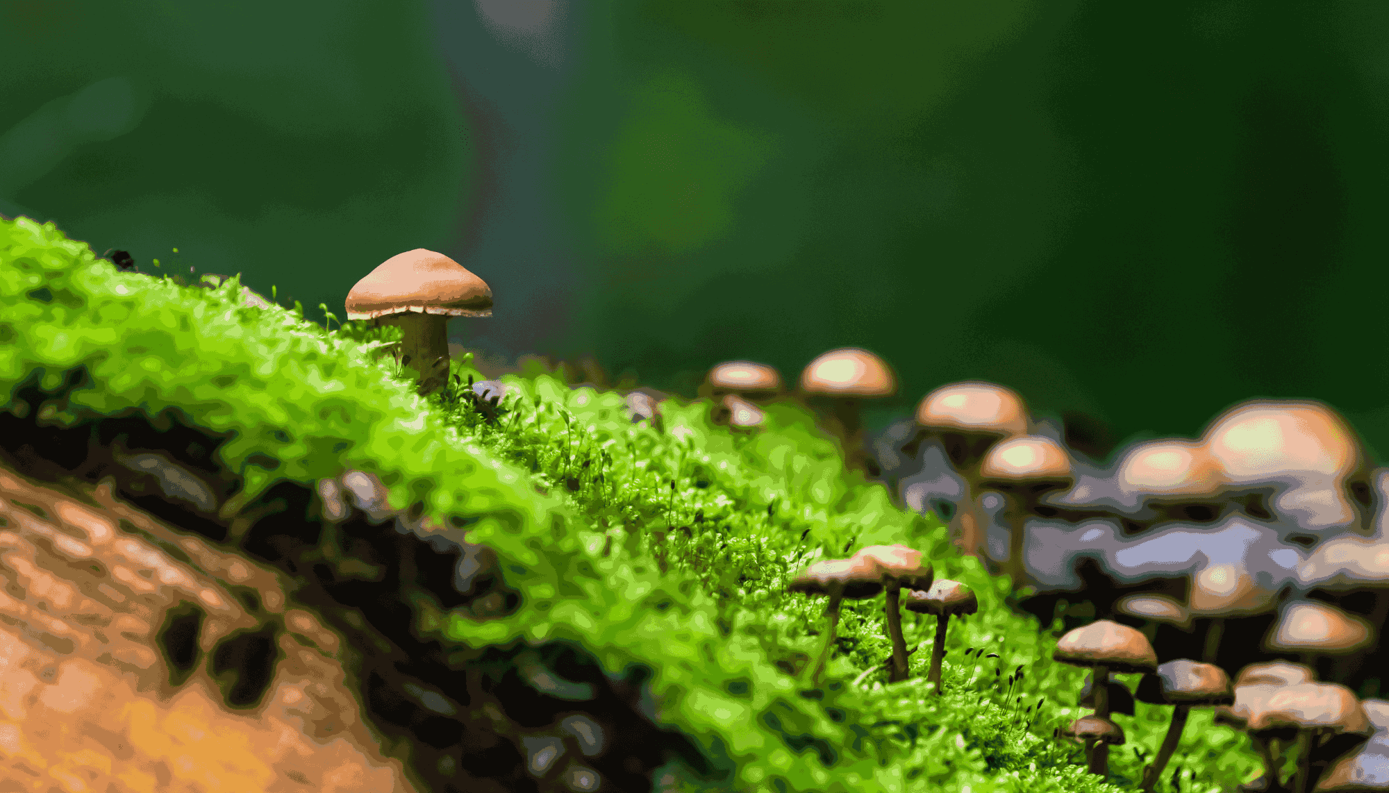 How Long Does It Take To Grow Mushrooms