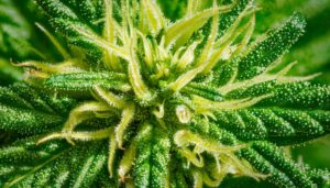 Niche Strain