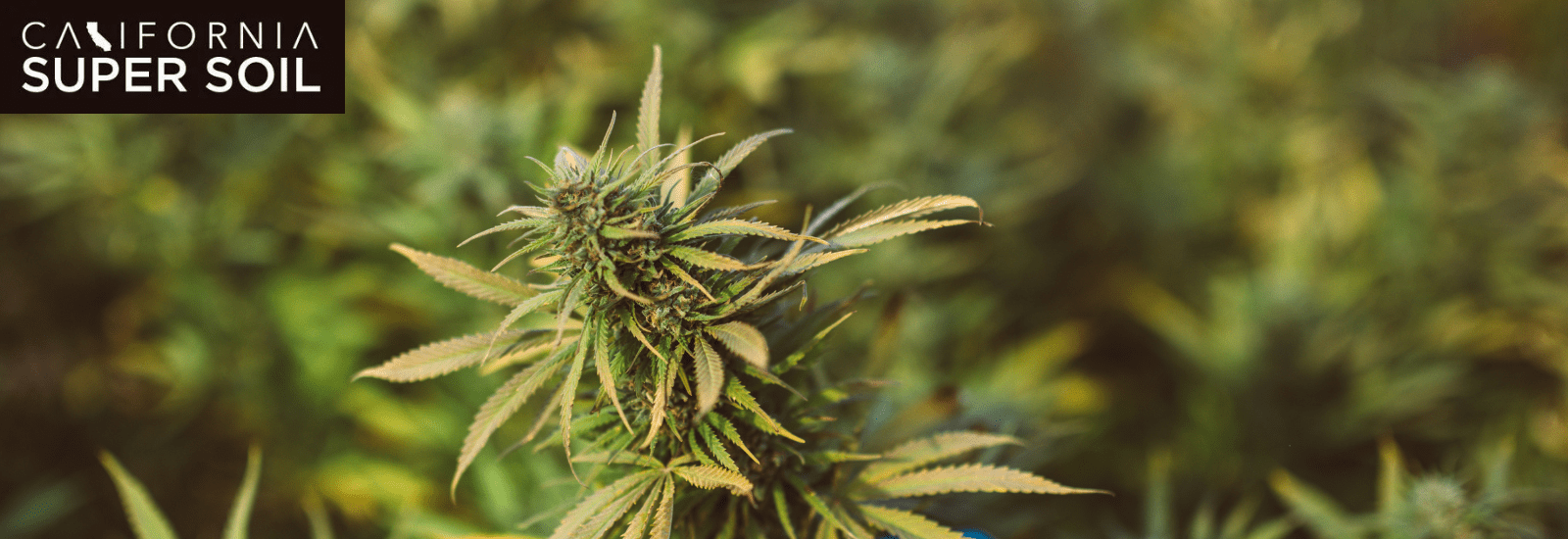 Niche Strain at Home