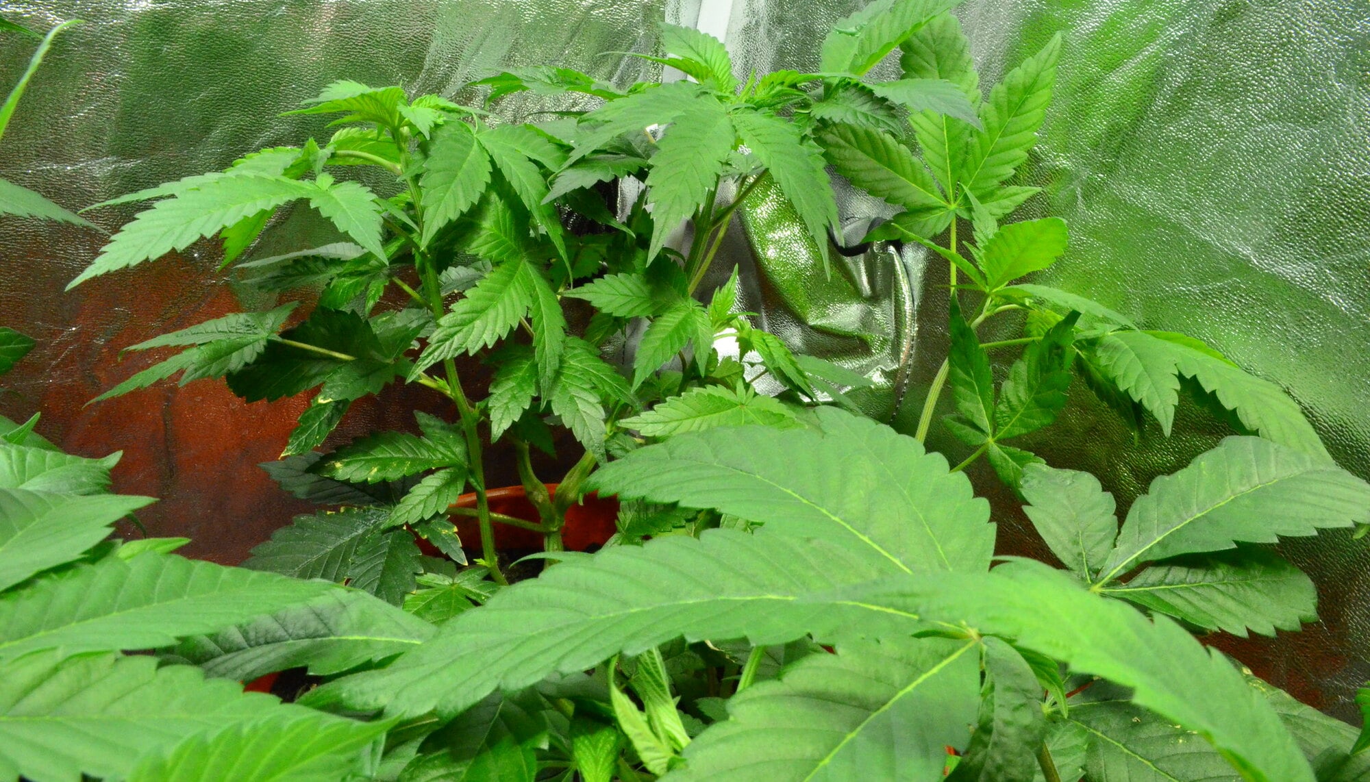 What Size Grow Tent Do I Need for 4 Plants