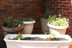indoor garden