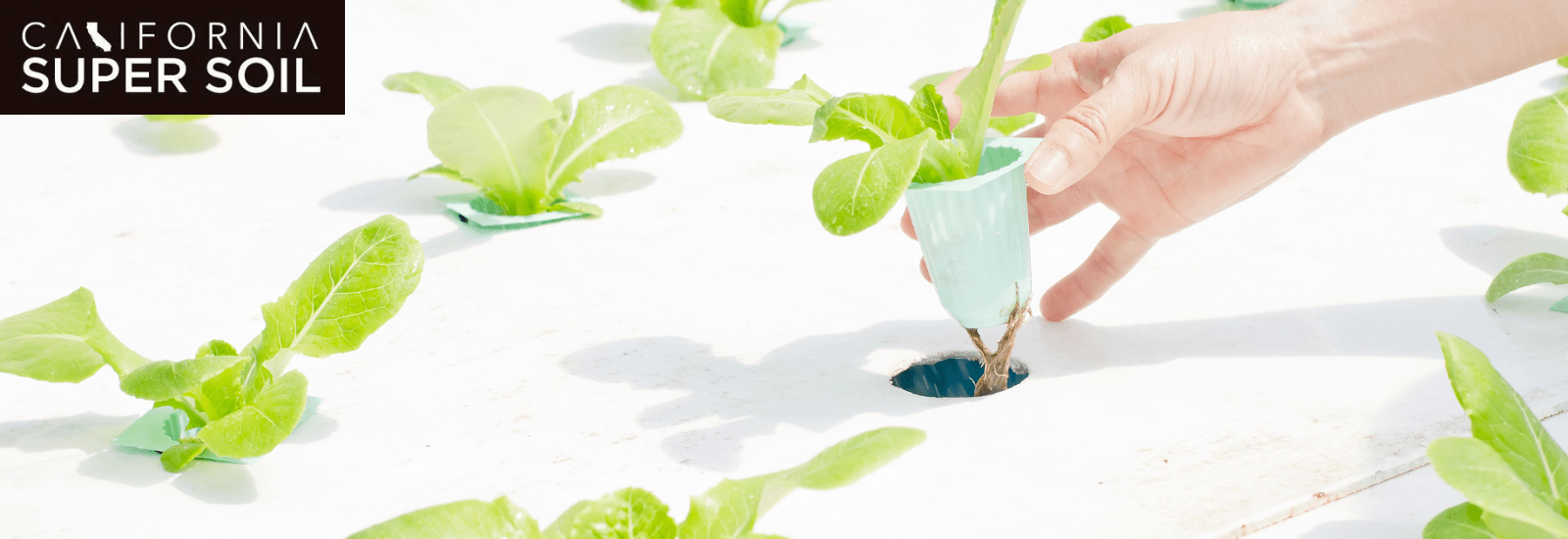 water culture hydroponics