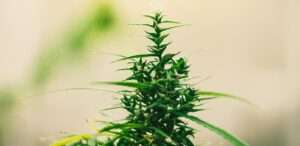 history of cannabis