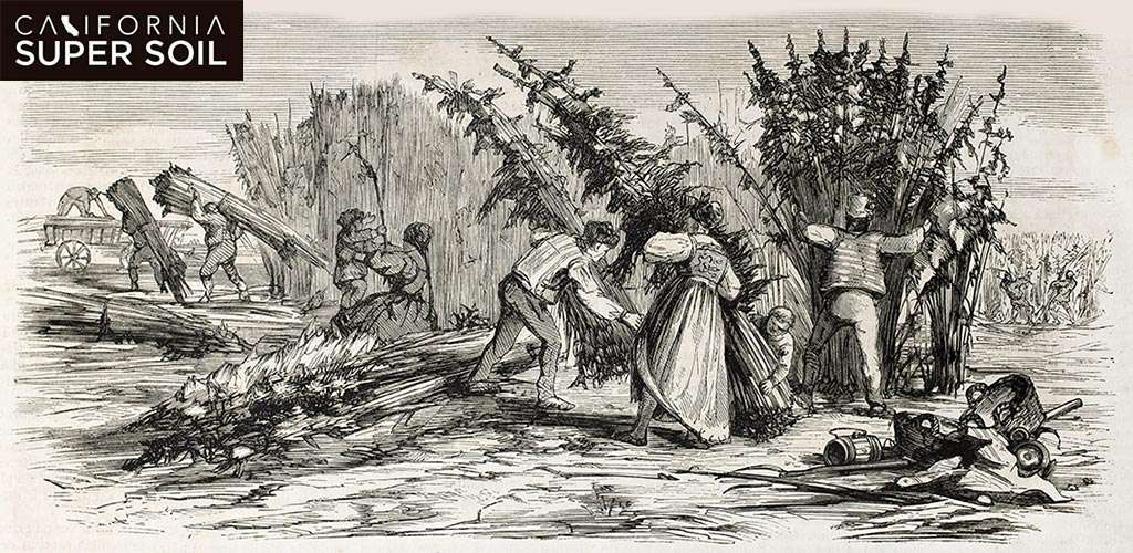 history of hemp