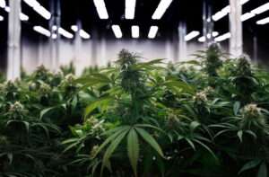 30 Mistakes That Will Hurt Your Cannabis Growth and Lower Your Yield