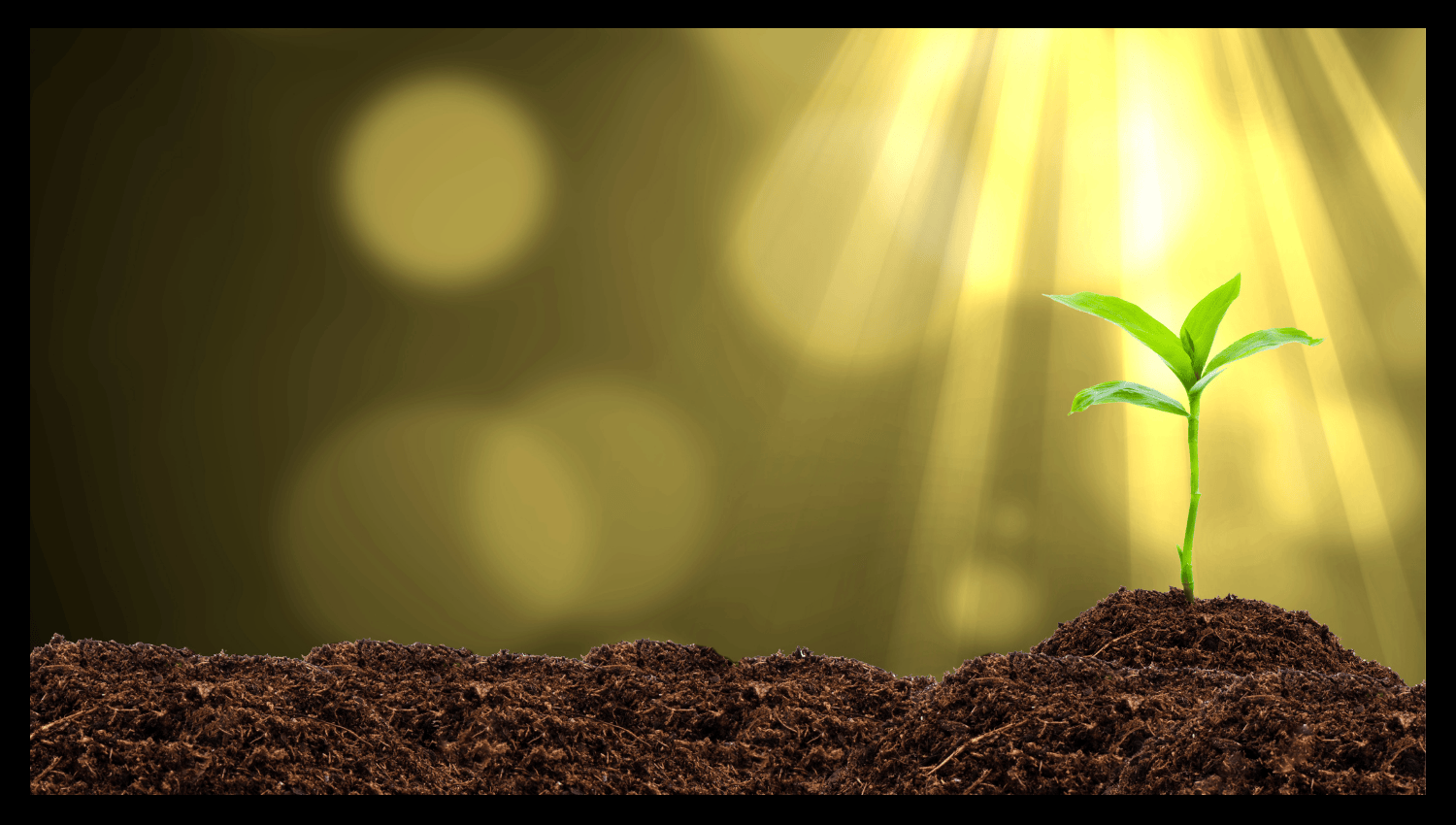 Compost Types