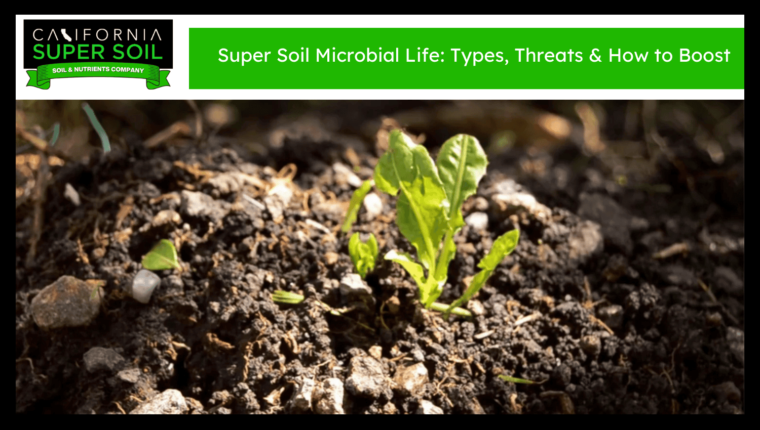 super soil microbial life