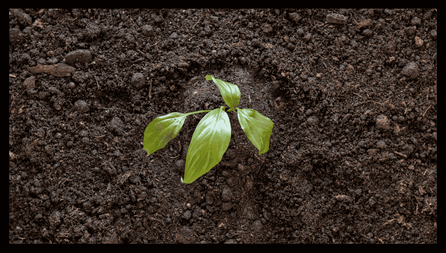 Types of Coco Coir